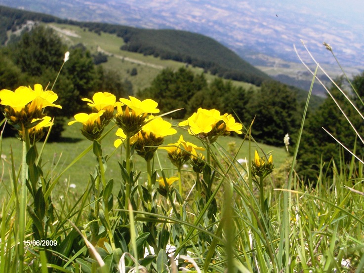 Linum capitatum subsp. serrulatum